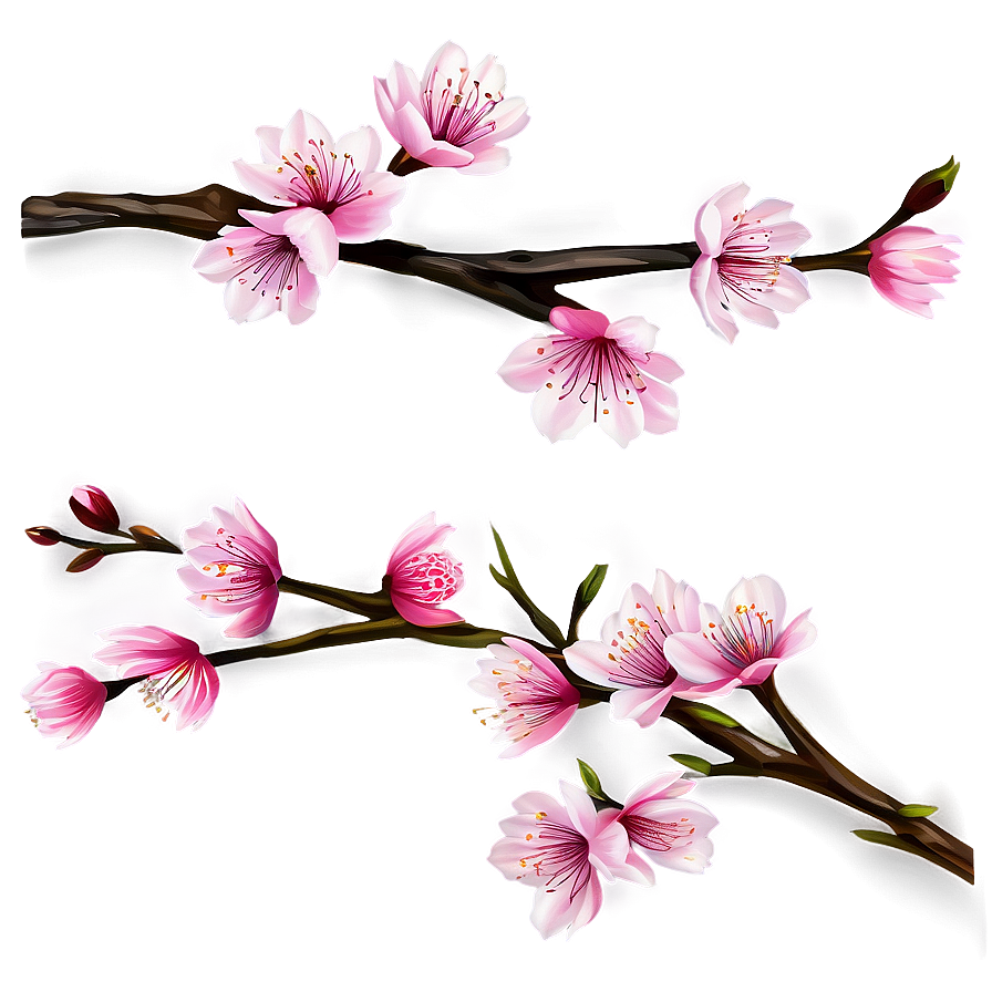 Cherry Blossom Branches Png Saf