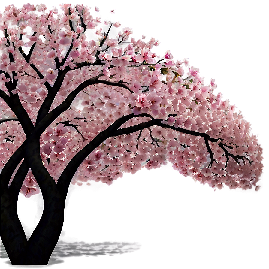 Cherry Blossom Canopy Png 05242024