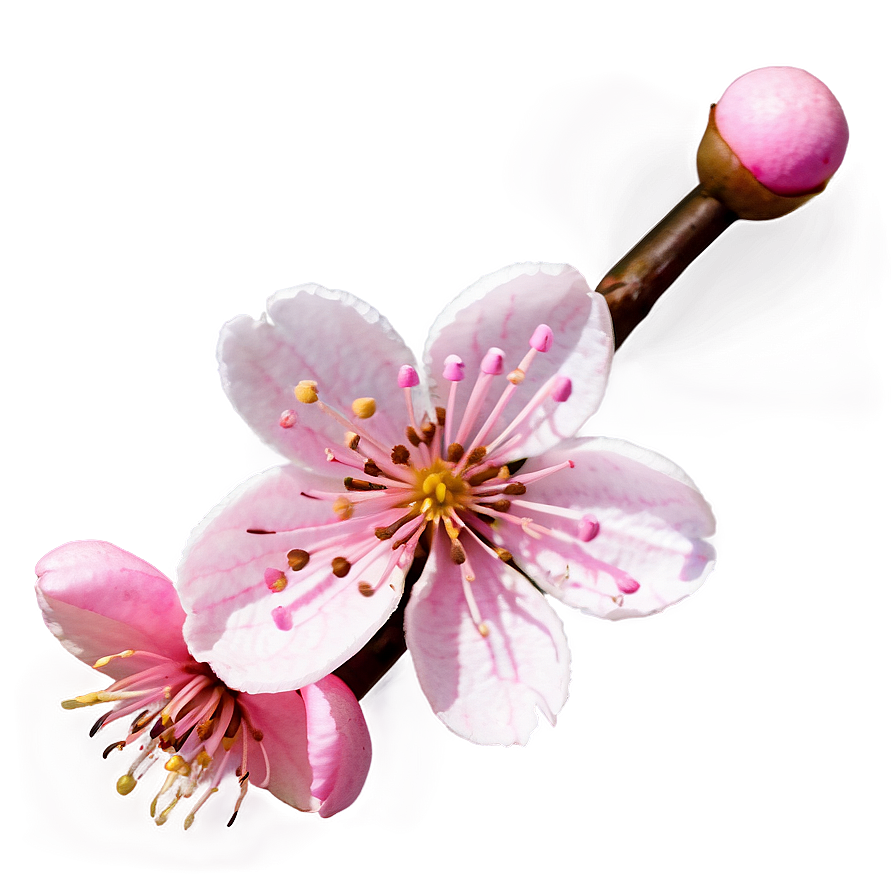 Cherry Blossom Emoji Expression Png 05032024