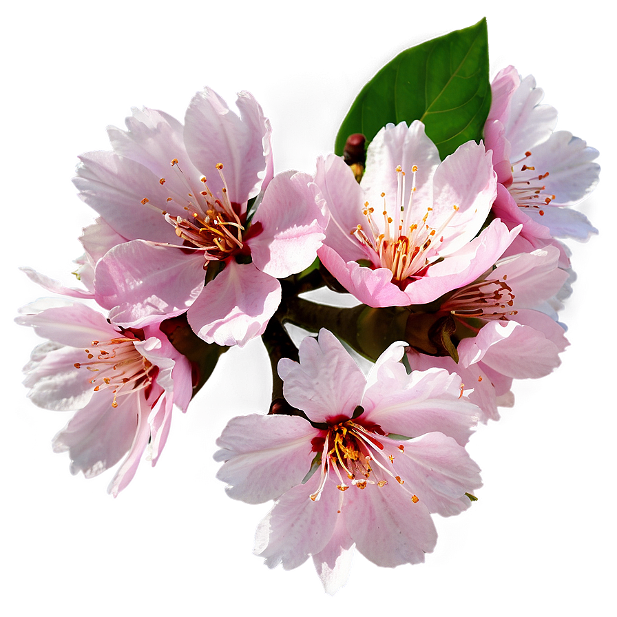 Cherry Blossom Icon Png Wkt28 Image