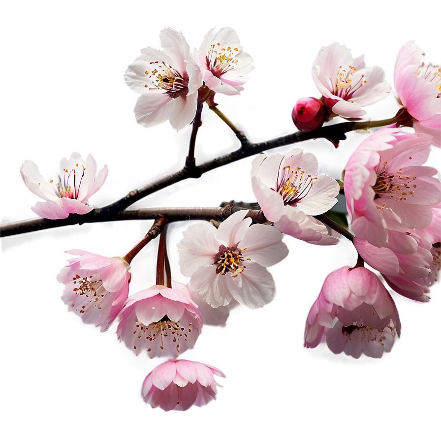 Cherry Blossom Infographic Png Vxi99