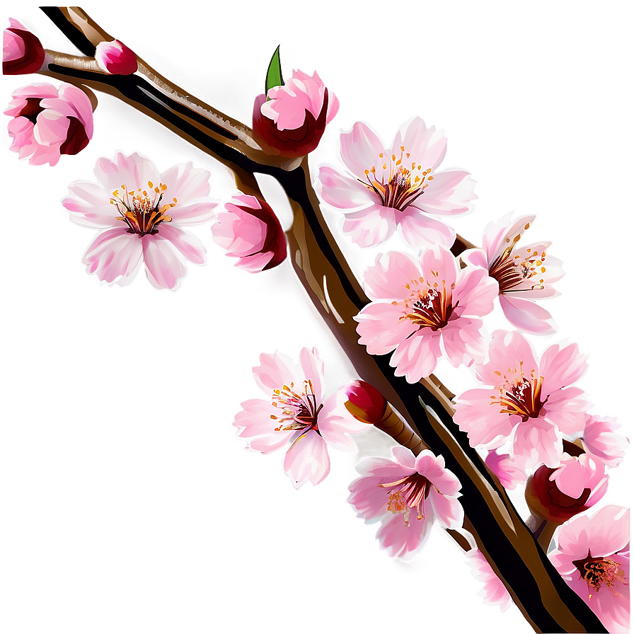 Cherry Blossom Png 51