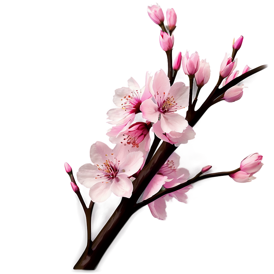 Cherry Blossom Theme Png 90 Image