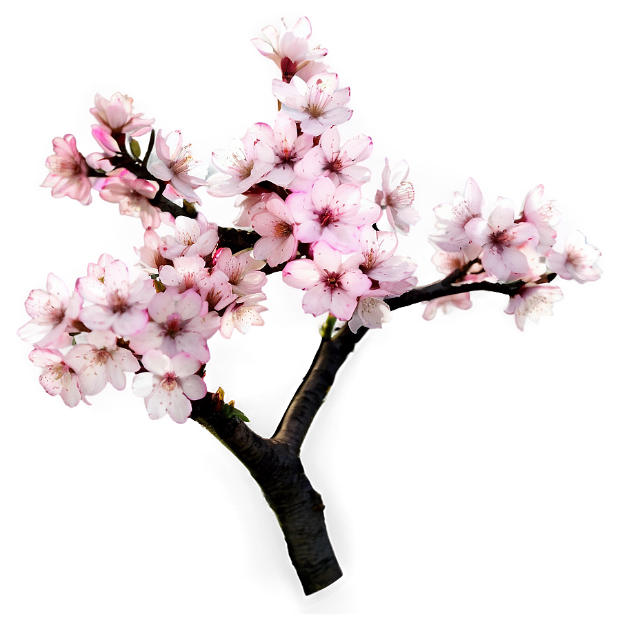 Cherry Blossom Tree Branch Png 15