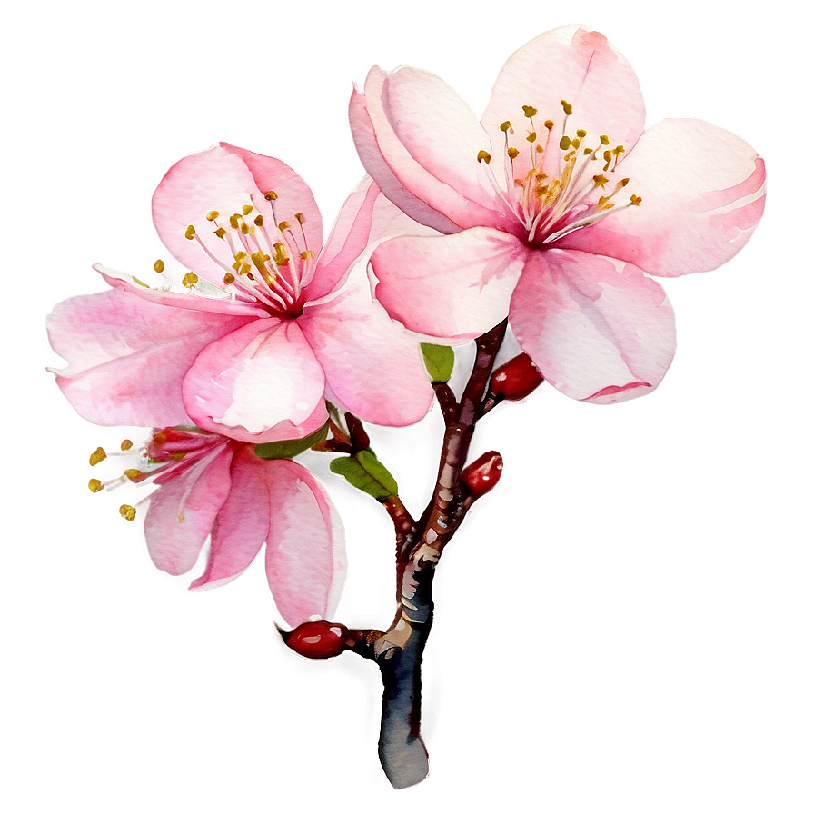 Cherry Blossom Watercolor Painting Png 19