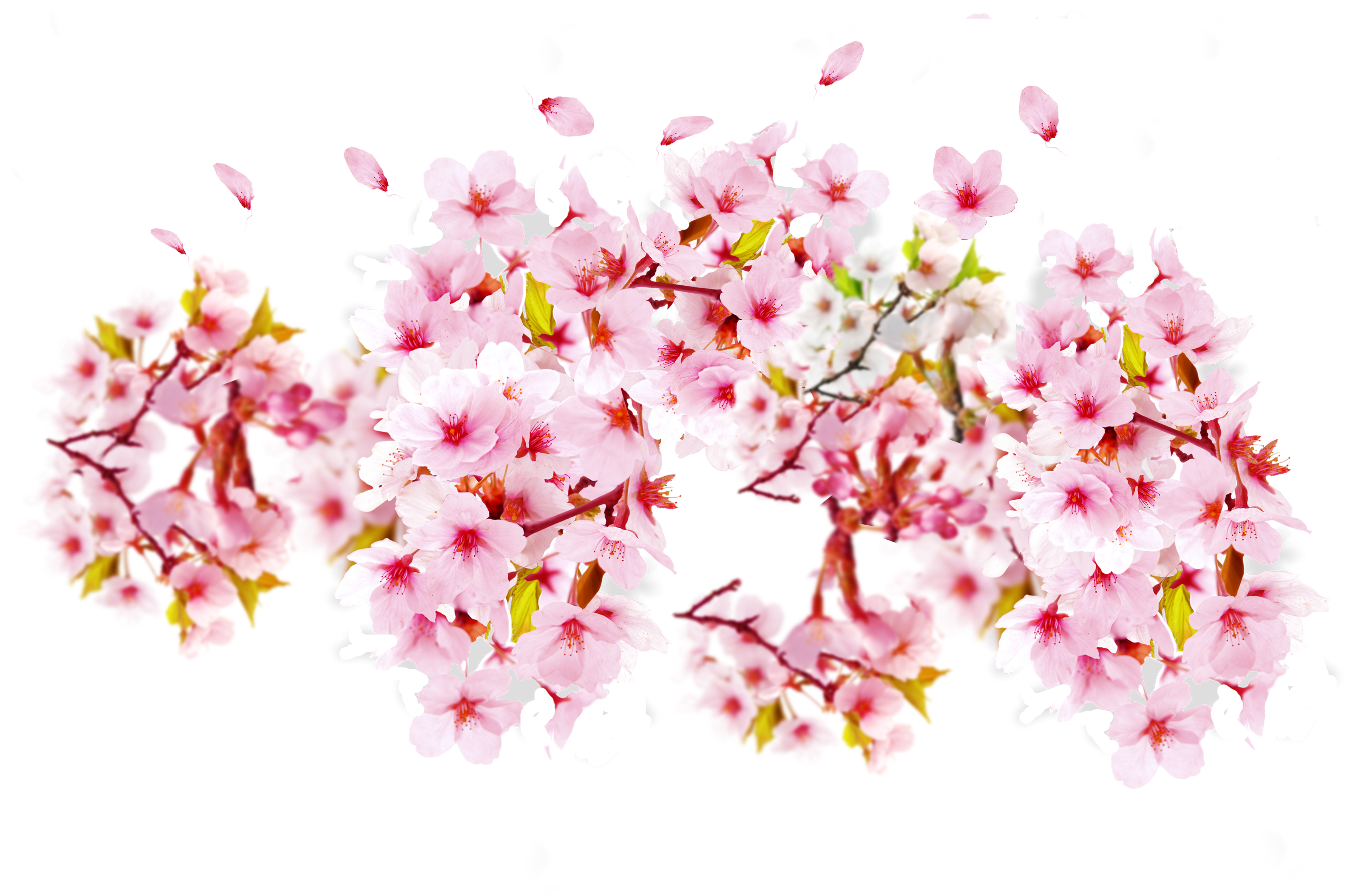 Cherry Blossoms Transparent Background