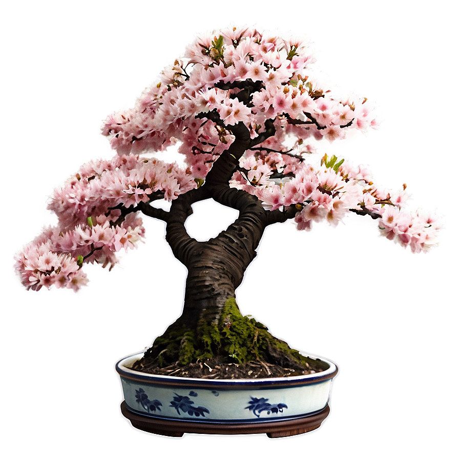 Cherry Tree Bonsai Png 06212024