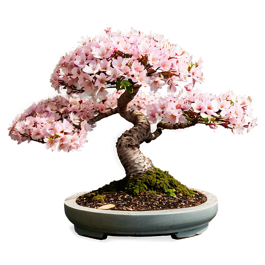 Cherry Tree Bonsai Png Jch