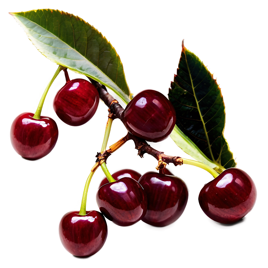 Cherry Tree Branch Png 44