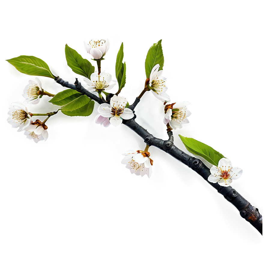 Cherry Tree Branch Png Qdk