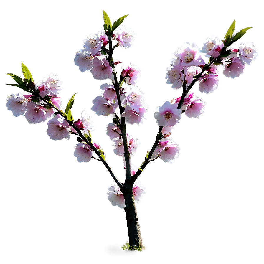 Cherry Tree In Field Png Eaf27