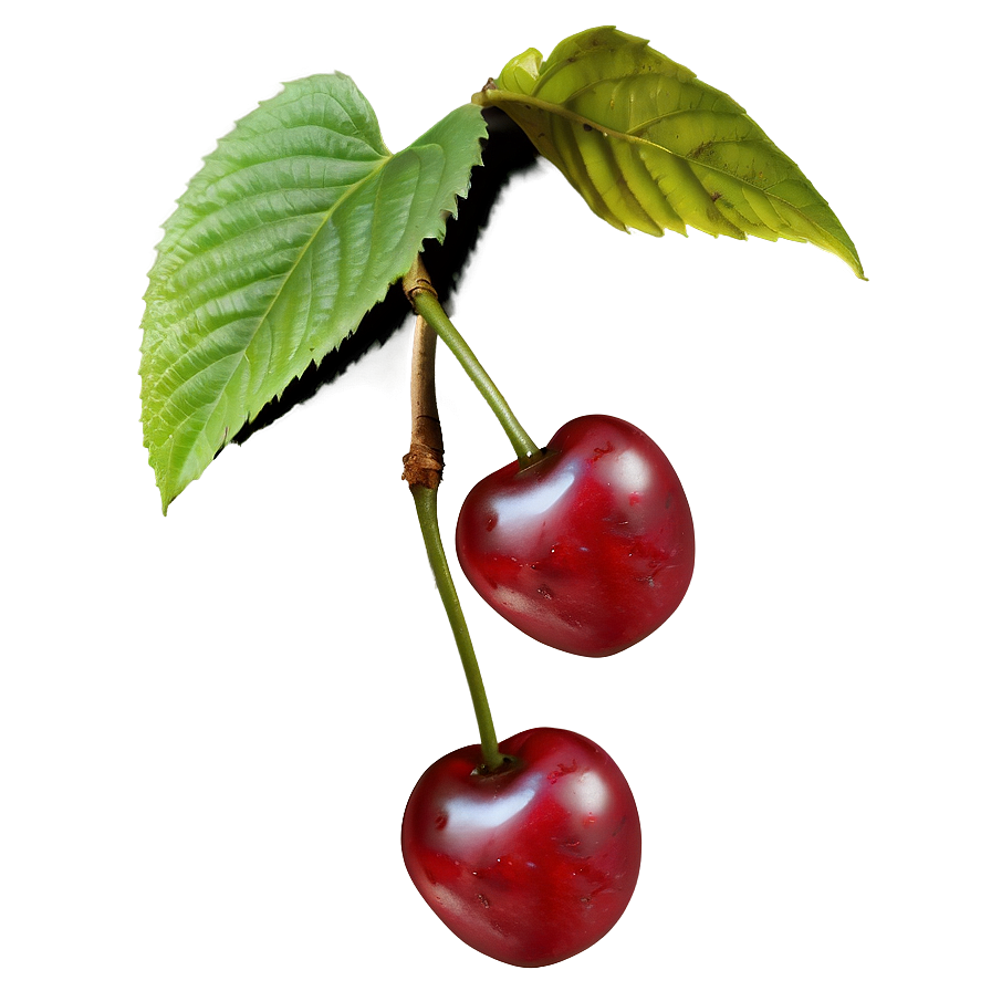 Cherry Vine Png 16