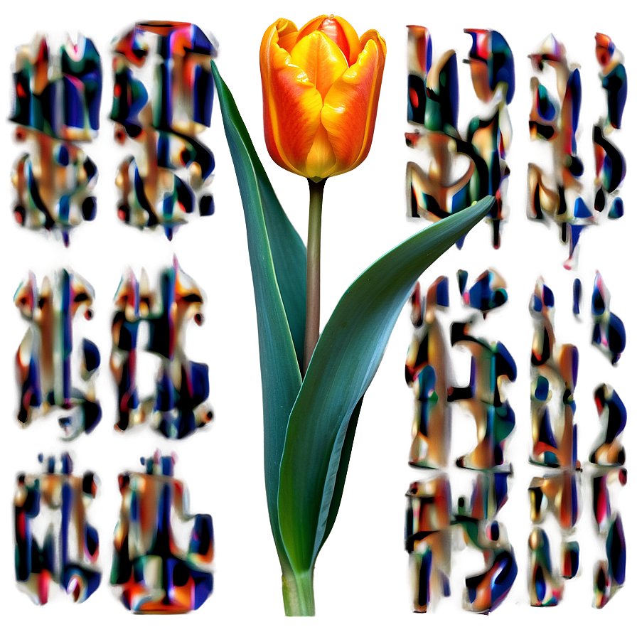 Chic Orange Tulip Png 06122024