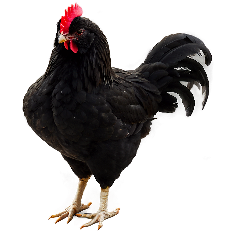 Chicken Silhouette Png 45