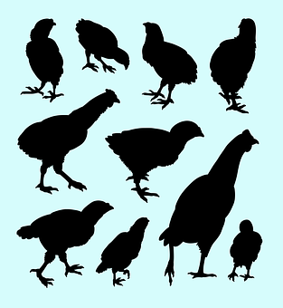 Chicken Silhouettes Collection