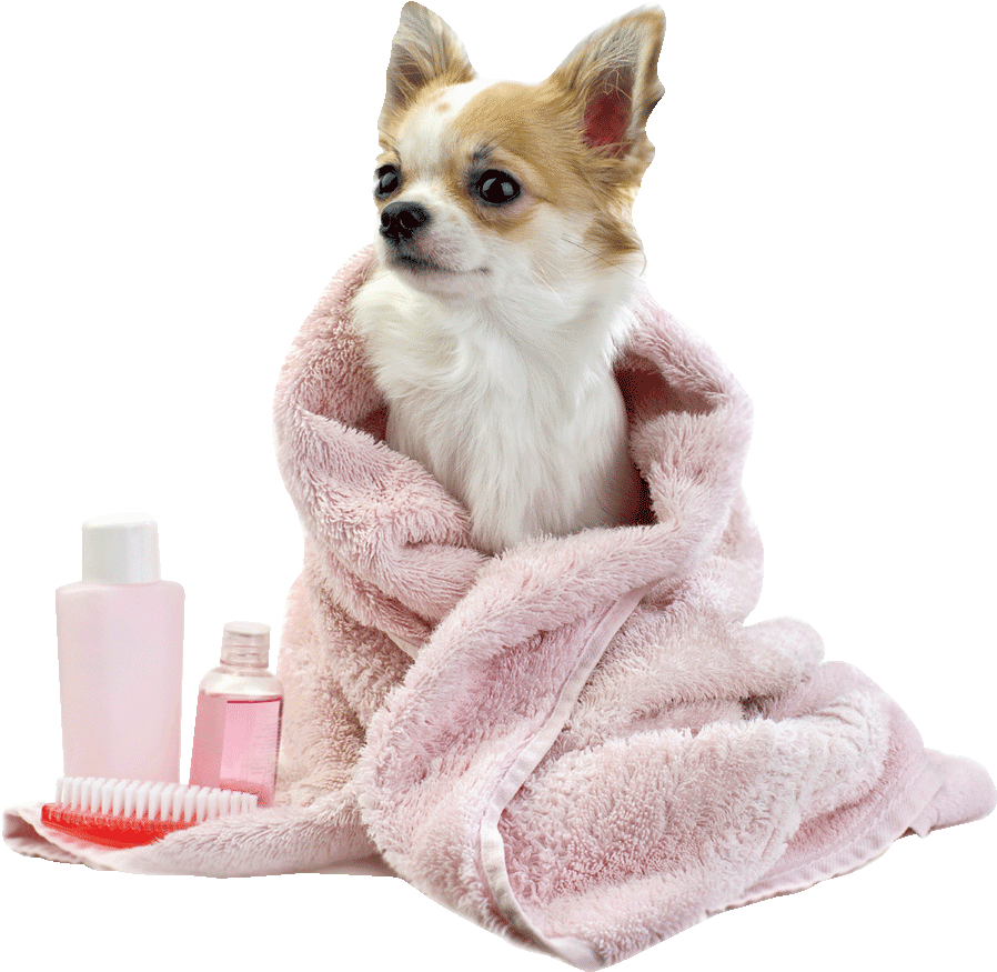 Chihuahua After Bath Cozy Towel