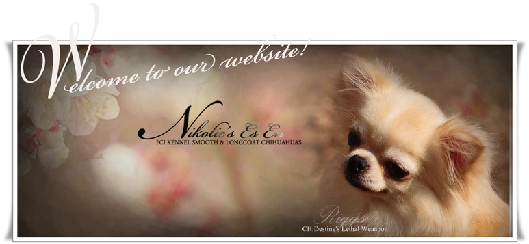 Chihuahua Kennel Website Banner