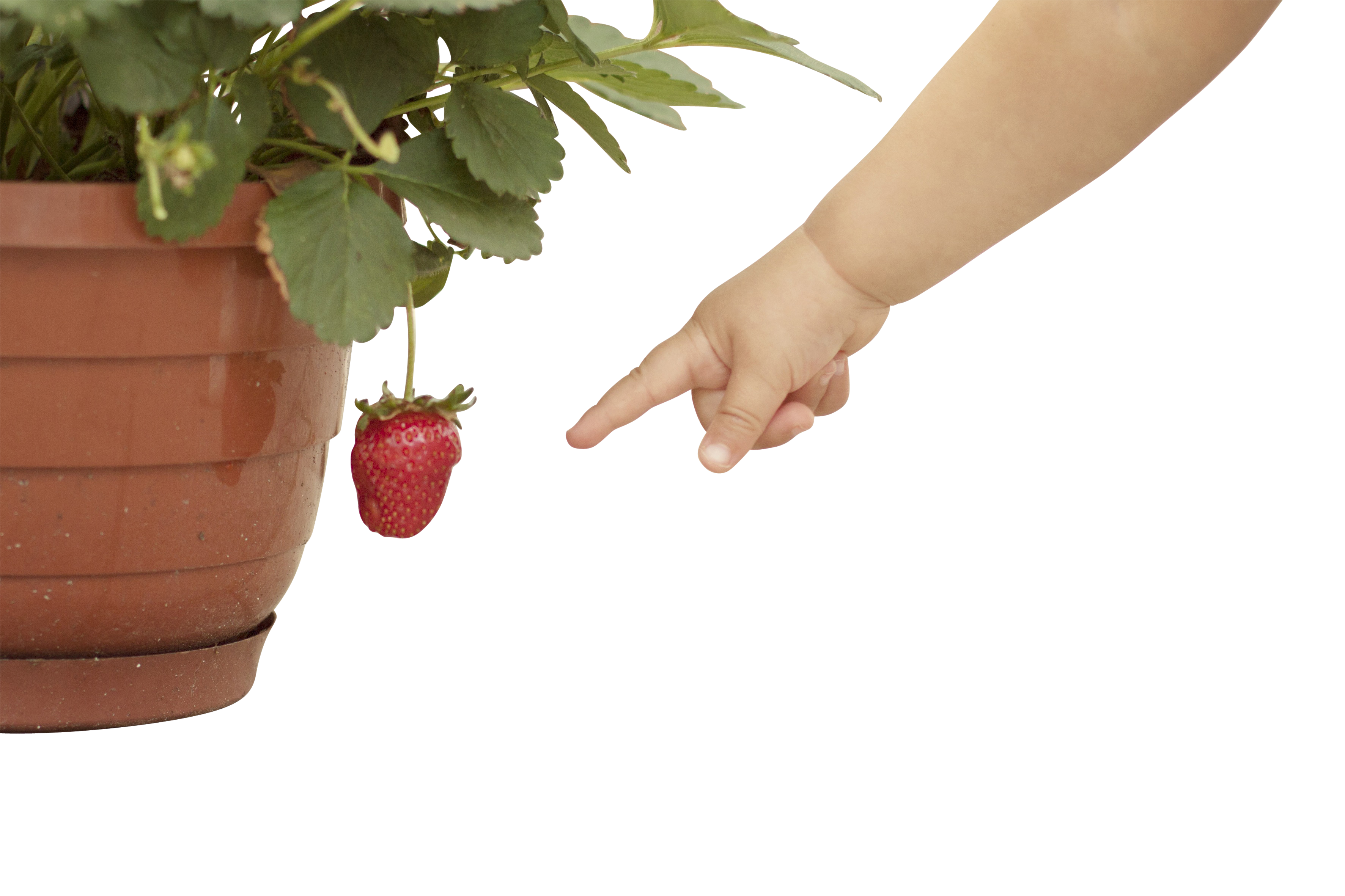 Child Pointingat Strawberry