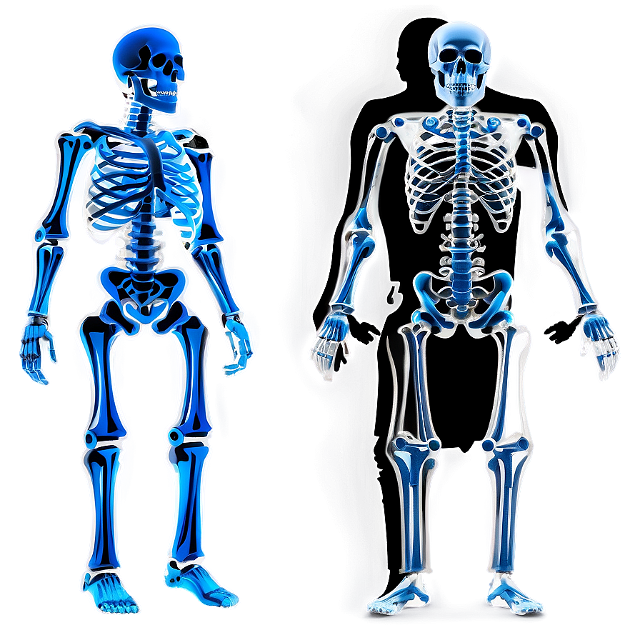 Child Vs Adult Skeletal System Png 06132024