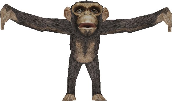 Chimpanzee Arms Spread Wide