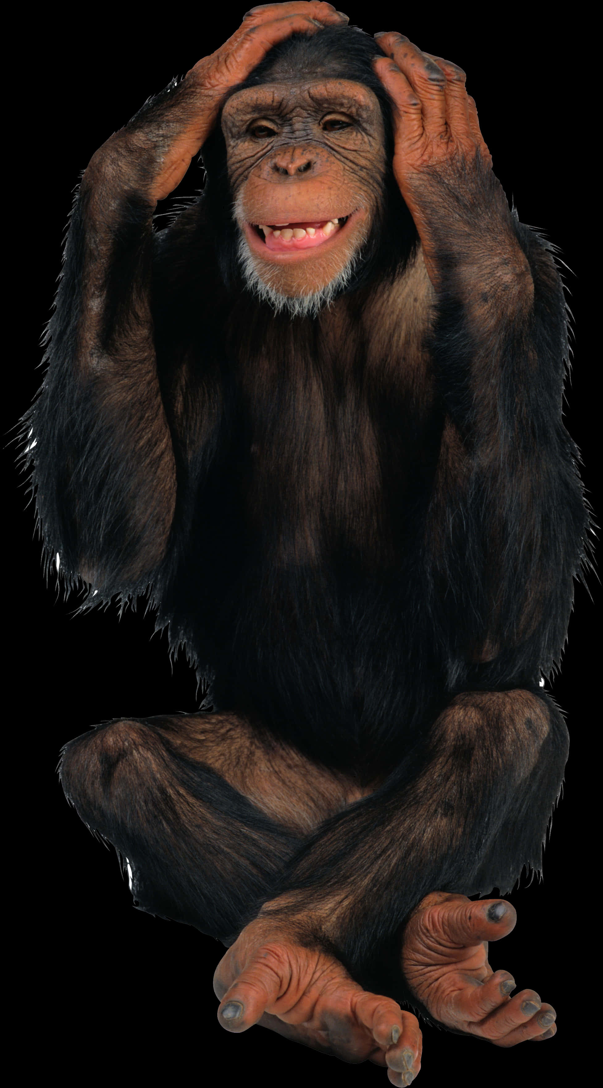 Chimpanzee_ Gesture_ Expression