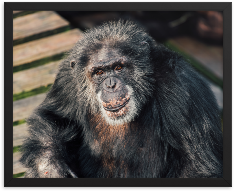 Chimpanzee Portrait Sunlight