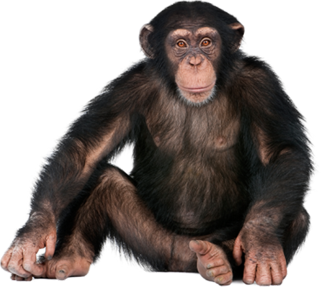 Chimpanzee Sitting Pose