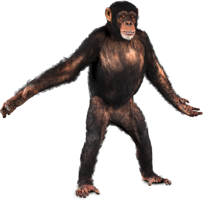 Chimpanzee Standing Transparent Background