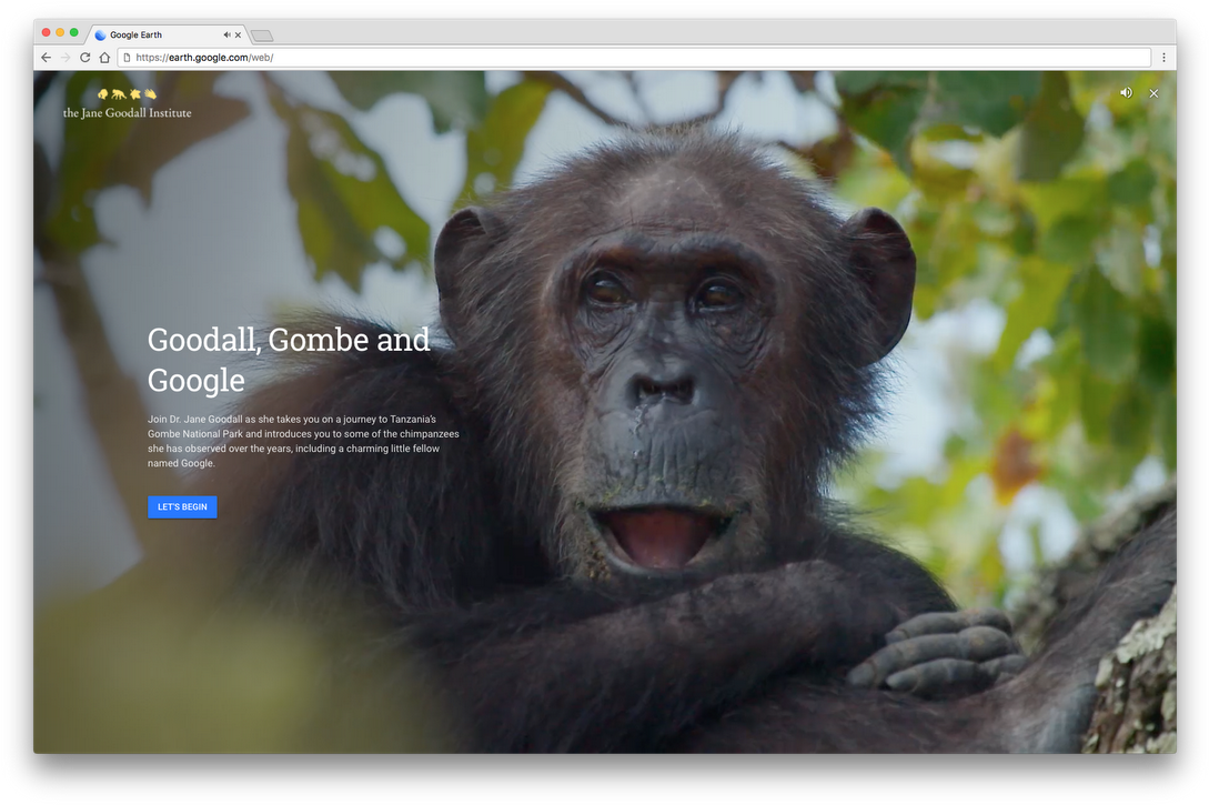 Chimpanzeein Gombe National Park