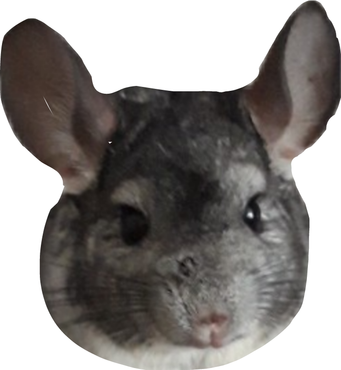 Chinchilla Portrait Cutout.png