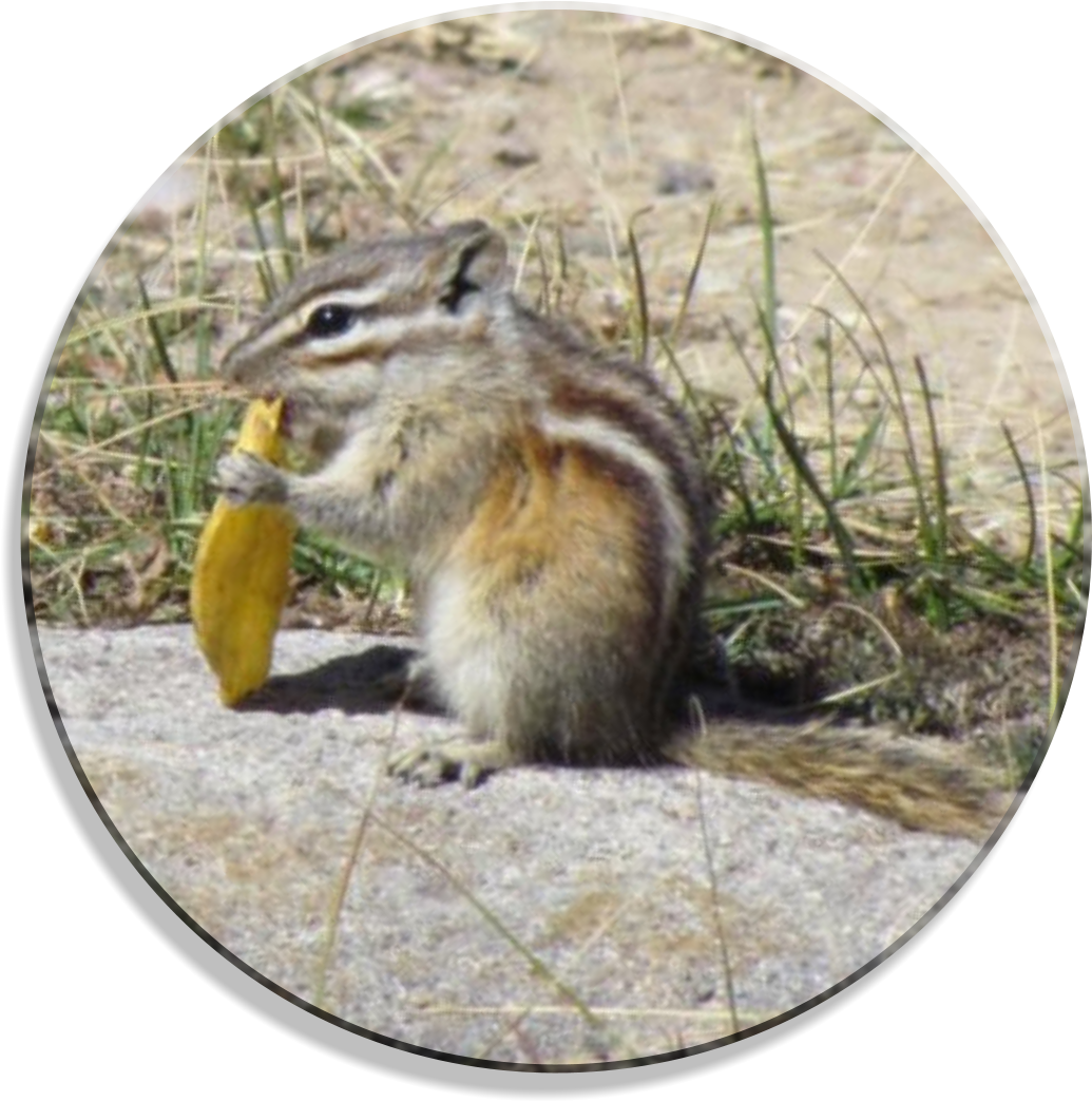 Chipmunk_ Eating_ Leaf.jpg