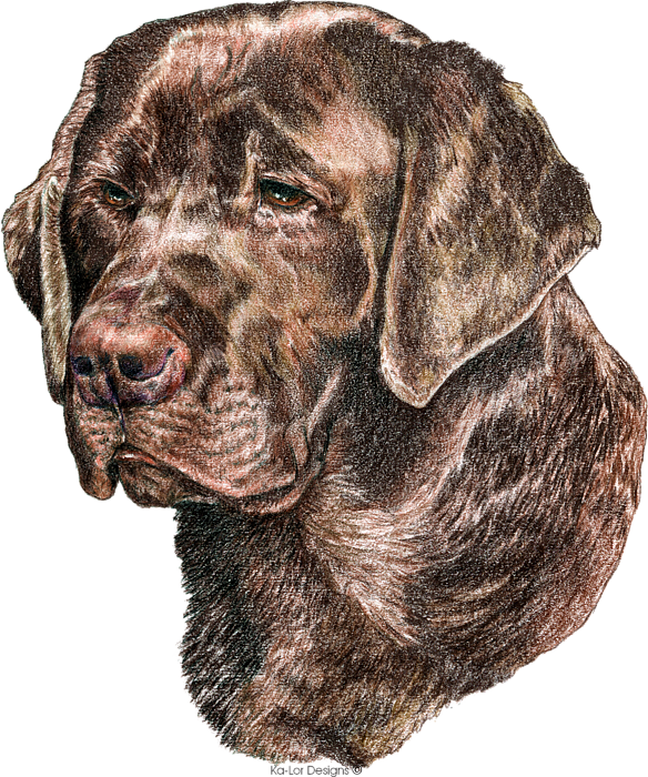 Chocolate Labrador Retriever Sketch