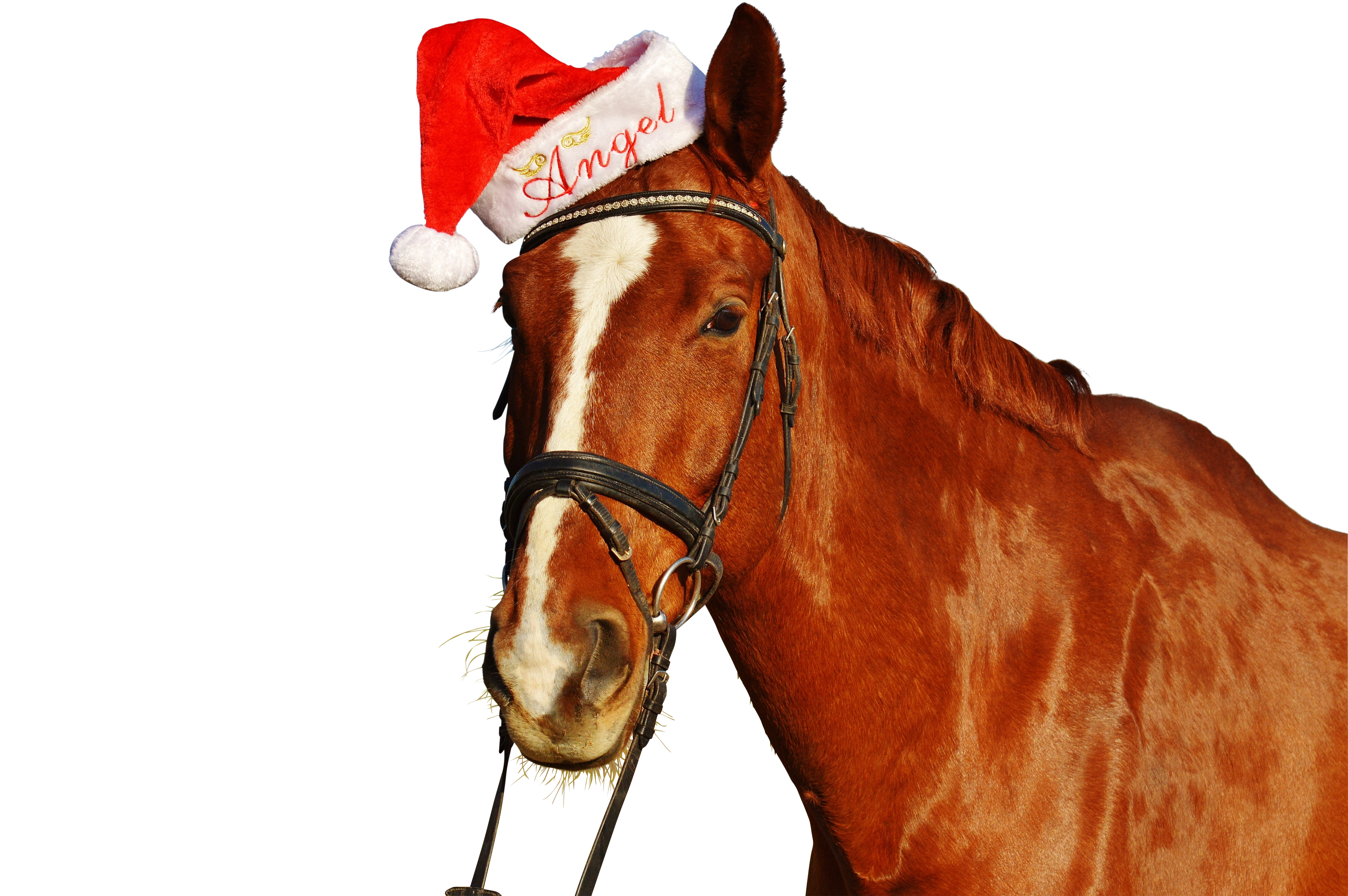 Christmas Horsein Santa Hat