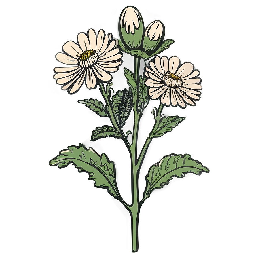 Chrysanthemum Botanical Sketch Png 06112024