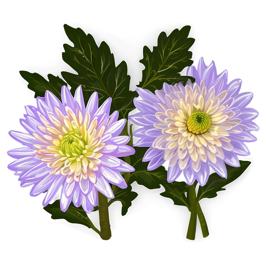 Chrysanthemum Botanical Sketch Png 27