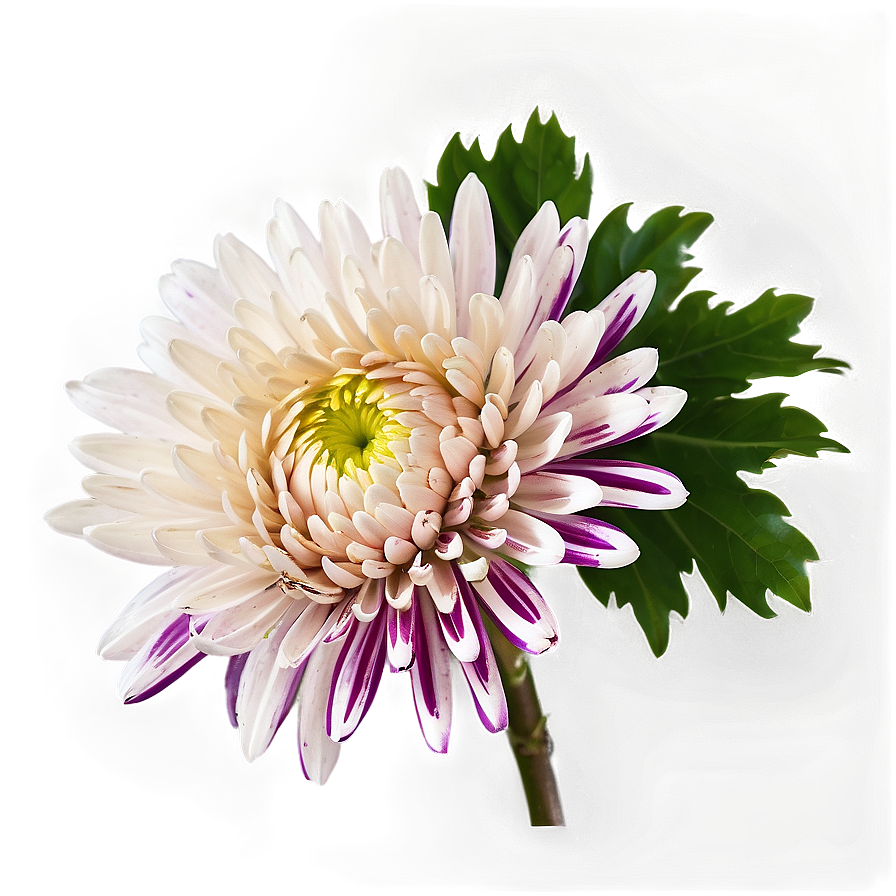 Chrysanthemum Bouquet Png 17