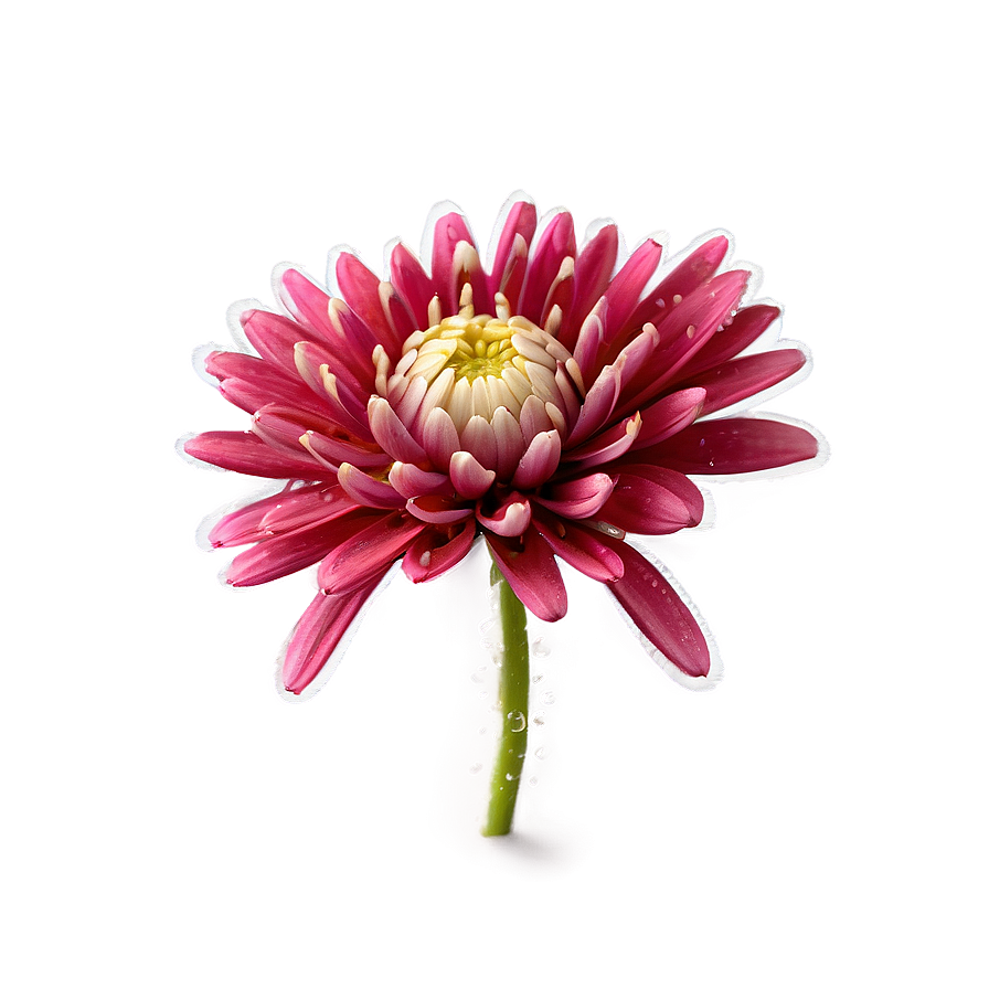 Chrysanthemum Dew Drops Png 11