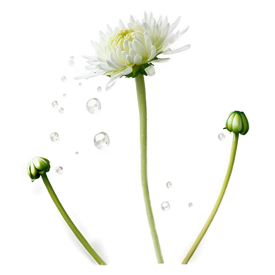 Chrysanthemum Dew Drops Png 96