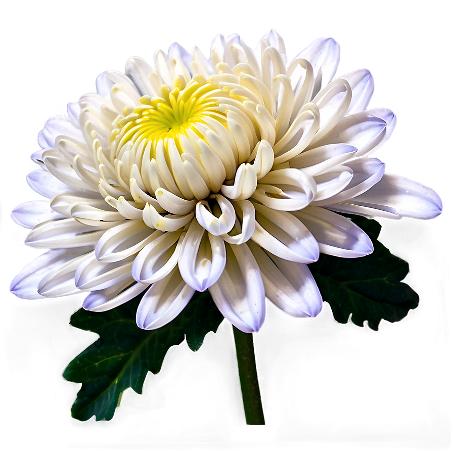 Chrysanthemum Edible Variety Png 27