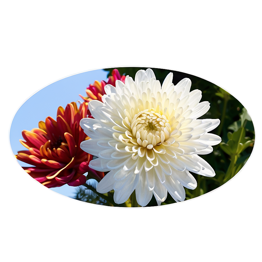 Chrysanthemum Festival Celebration Png 10