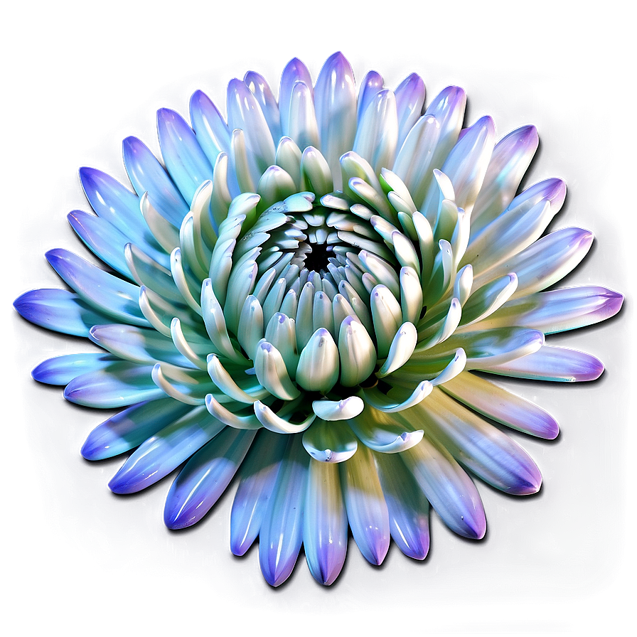 Chrysanthemum Floral Design Png 12