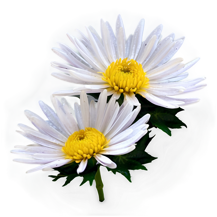 Chrysanthemum Floral Design Png 53