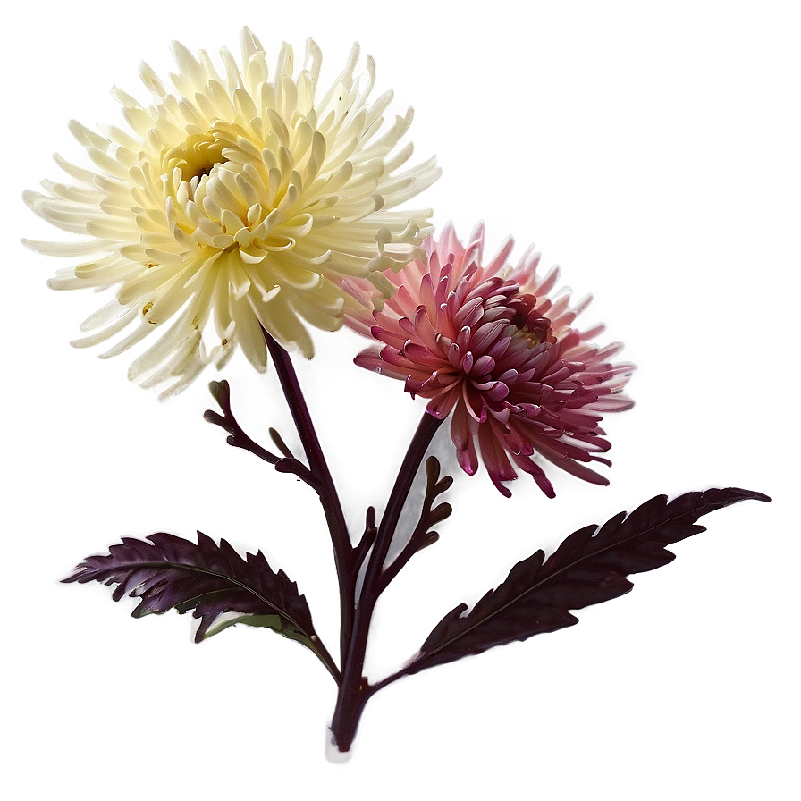 Chrysanthemum Floral Wallpaper Png Vrb