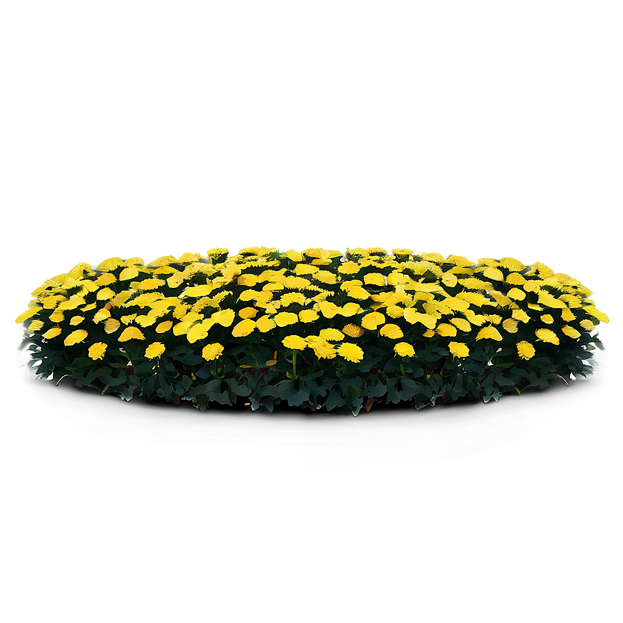 Chrysanthemum Flower Bed Png Bbc79