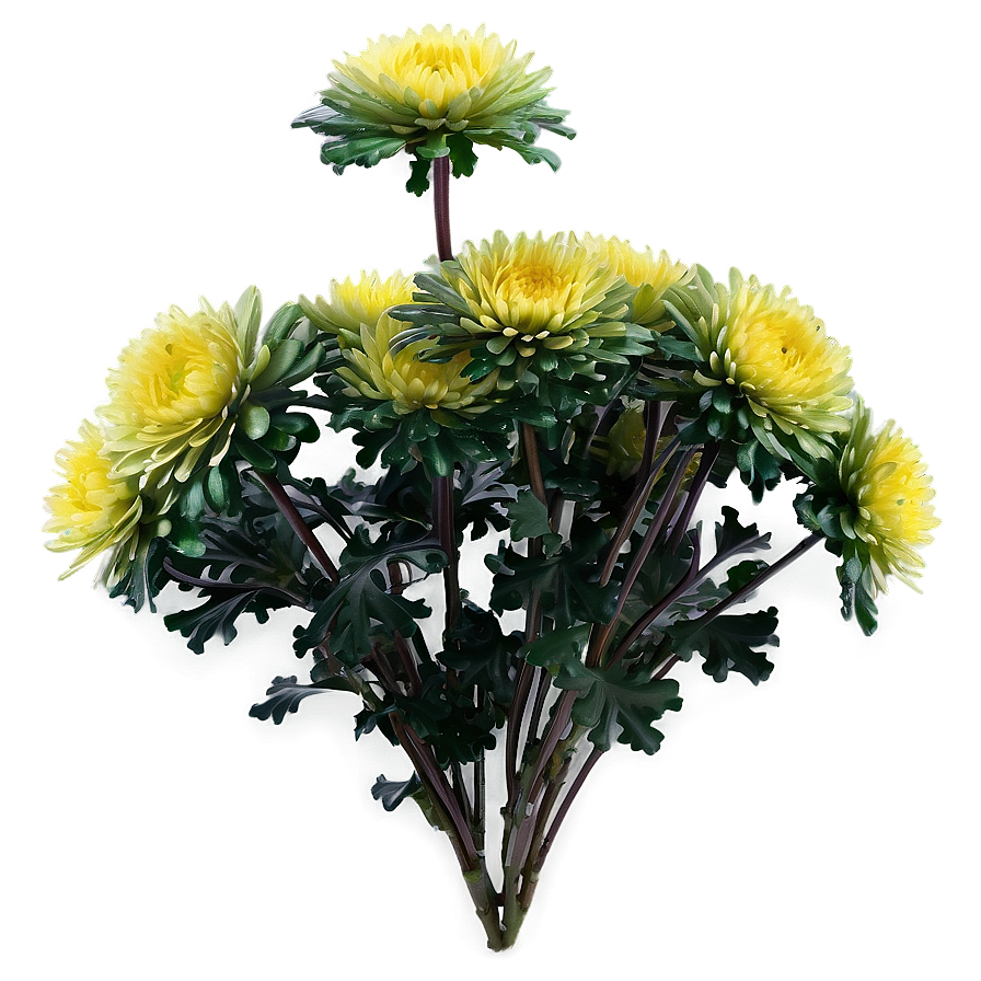 Chrysanthemum Flower Bush Png 06122024