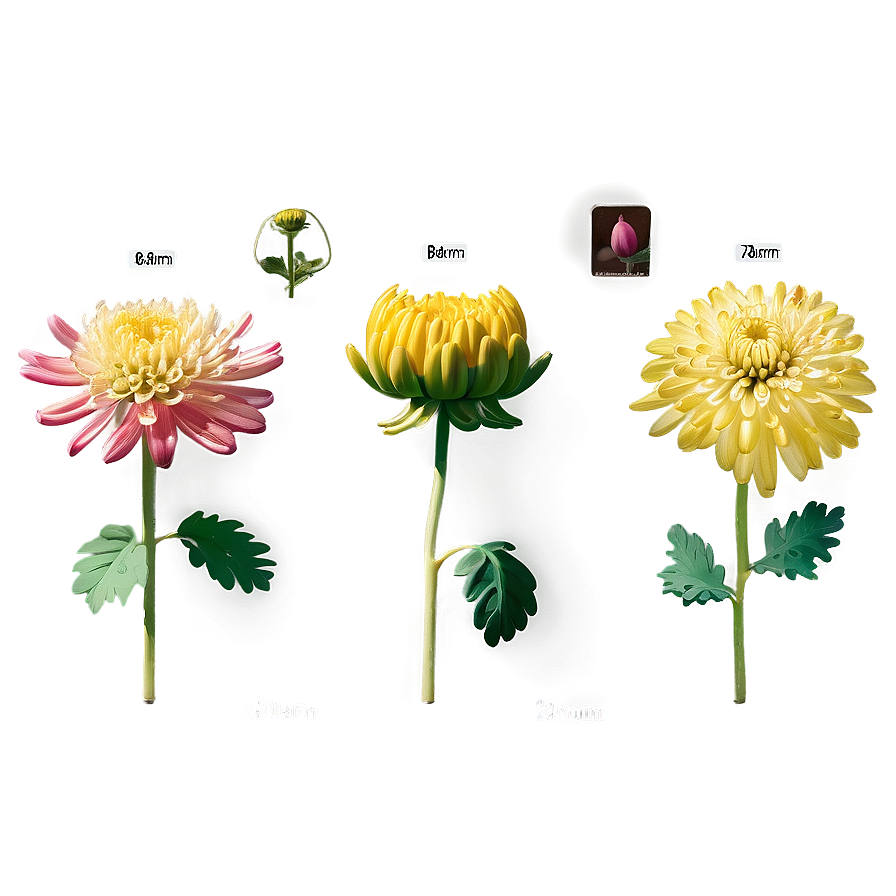 Chrysanthemum Growth Stages Png 06112024