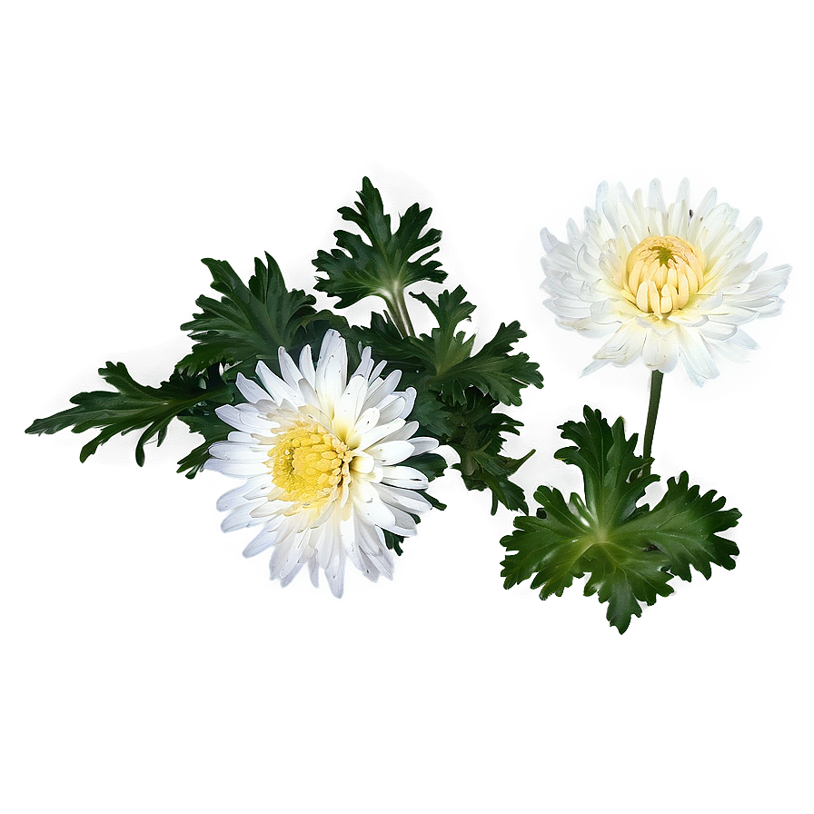 Chrysanthemum Herbal Remedy Png 80