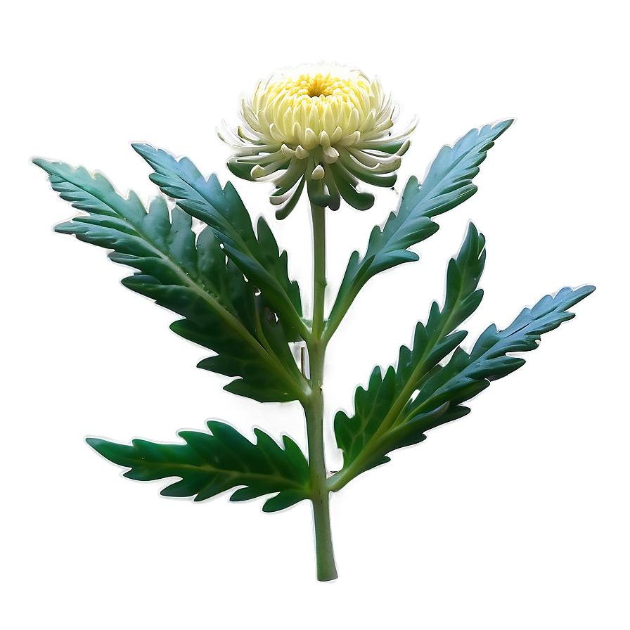 Chrysanthemum Herbal Remedy Png Swk8