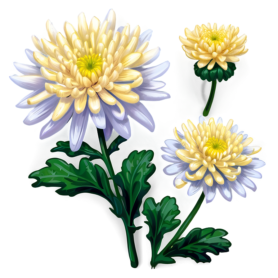 Chrysanthemum Illustration Png Xvt