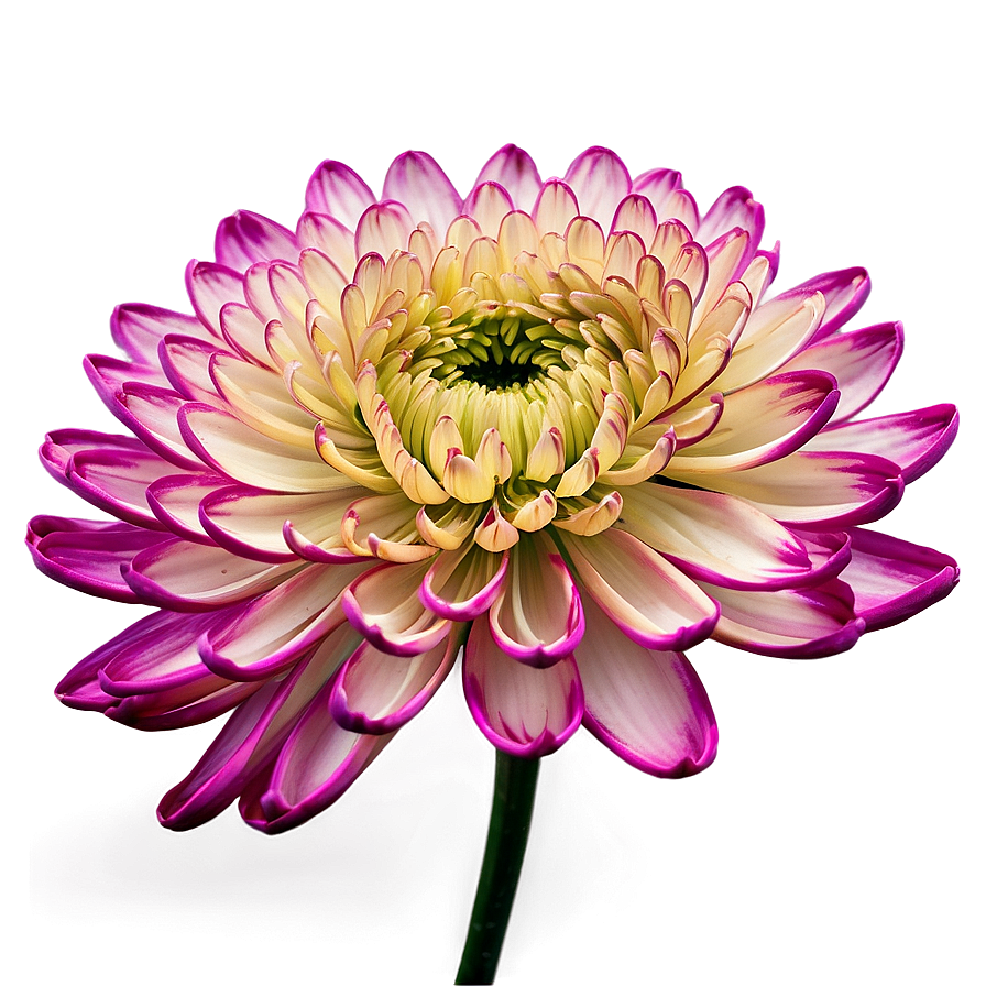 Chrysanthemum In Bloom Png 06112024